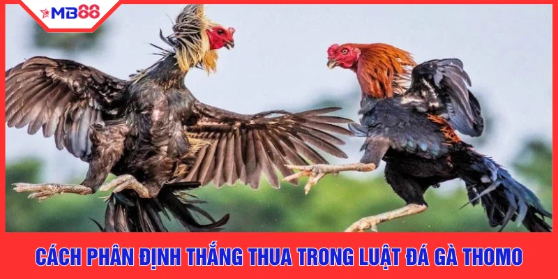 Cách phân định thắng thua trong luật đá gà Thomo